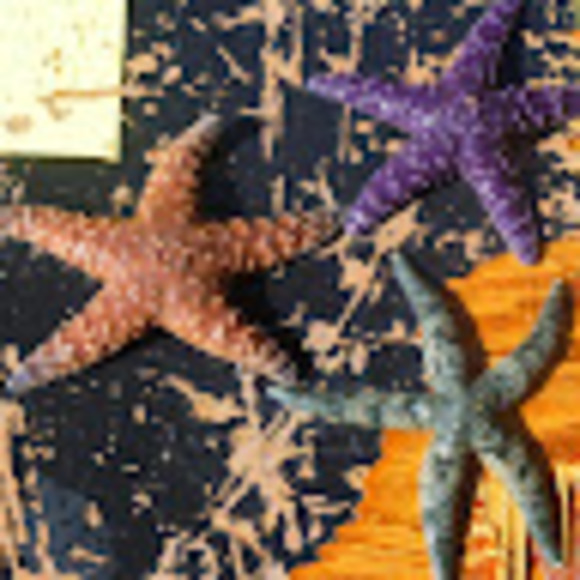 Meet your Posher, Marnie - Picture 1 of 1